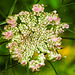 20230710 1675CPw [D~LIP] Möhre (Daucus carota), Bad Salzuflen