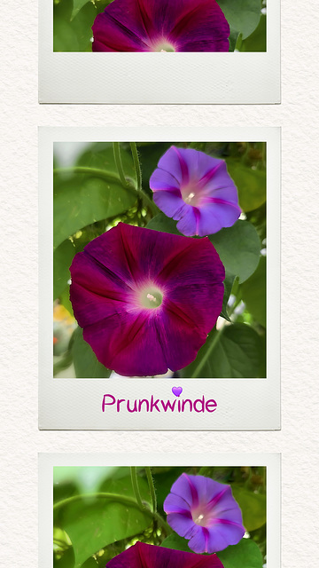 My favorite flower