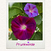 My favorite flower