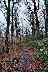Hardensteiner Weg (Witten-Vormholz) / 10.12.2024