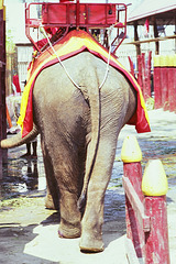 Elephant at work