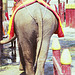 Elephant at work