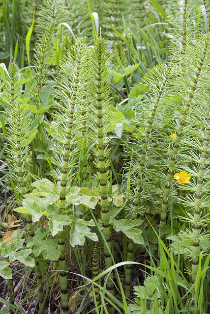 Field Horsetail 2