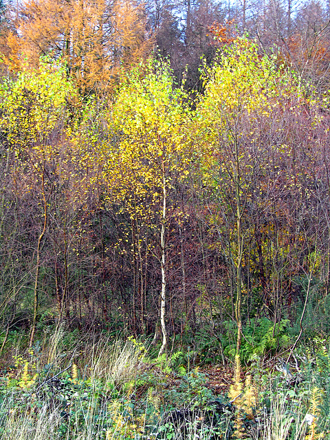 Young Silver Birch in Autumn, North Yorkshire