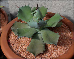 Agave potatorum (2)