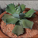 Agave potatorum (2)