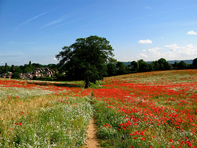 Poppy Field on footpath leading up from B4178 to A 4101