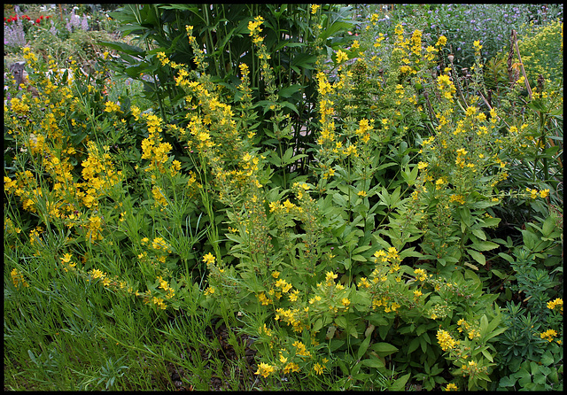 Lysimachia punctata - Lysimaque ponctuée