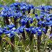 Gentiana verna, Alpes FR