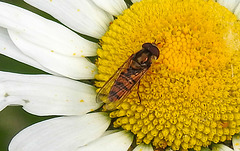 20200609 8309CPw [D~LIP] Schwebfliege {Hain-} (Episyphus balteatus), [Wander-, Winterschwebfliege], Bad Salzuflen