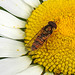 20200609 8309CPw [D~LIP] Schwebfliege {Hain-} (Episyphus balteatus), [Wander-, Winterschwebfliege], Bad Salzuflen