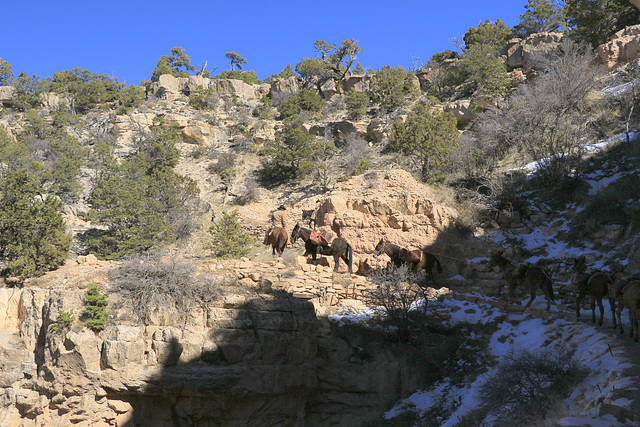 Mule Train, Grand Canyon