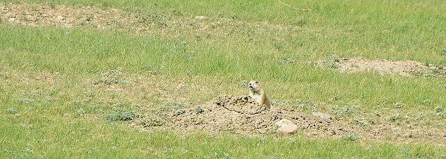 vigilant prairie dog 2