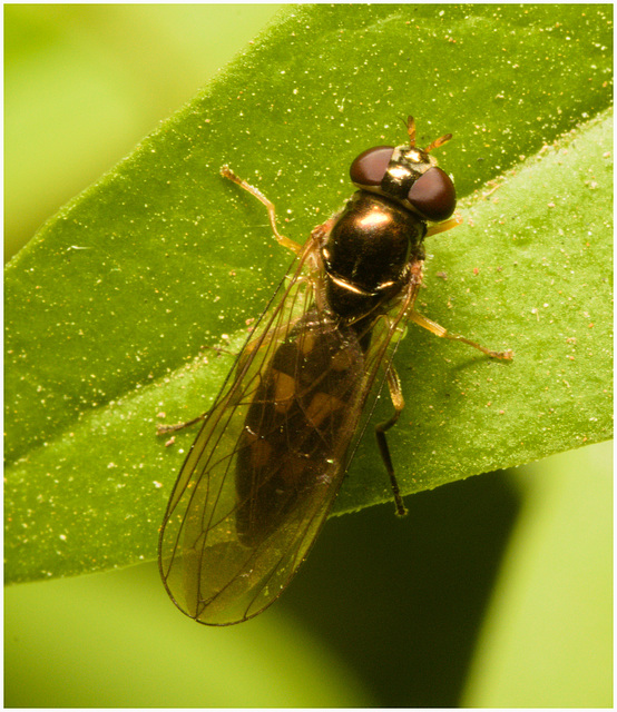 EF7A3623 hoverfly