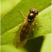 EF7A3623 hoverfly