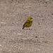 Yellowhammer