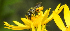 20230710 1676CPw [D~LIP] Jakobs-Greiskraut (Jacobaea vulgaris), Löcherbiene (Heriades truncorum), Bad Salzuflen