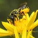 20230710 1676CPw [D~LIP] Jakobs-Greiskraut (Jacobaea vulgaris), Löcherbiene (Heriades truncorum), Bad Salzuflen