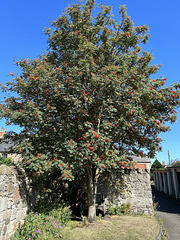 Rowan Tree