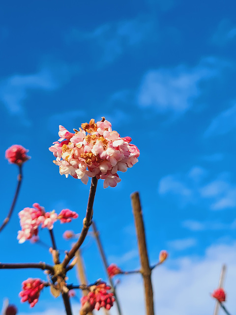 Blüte und blauer Himmel