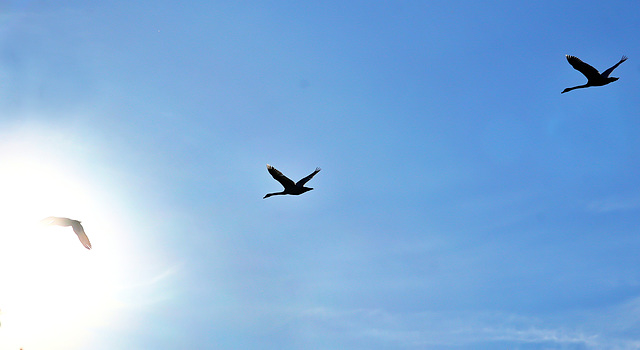 Schwanenflug