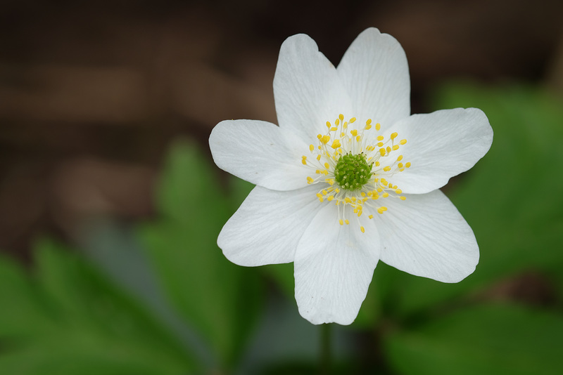 WESTHALTEN: Anémone sylvie ( Anemone nemorosa ).