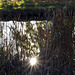 The sun among the reeds of the pond