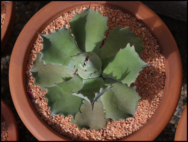 Agave potatorum