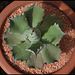 Agave potatorum