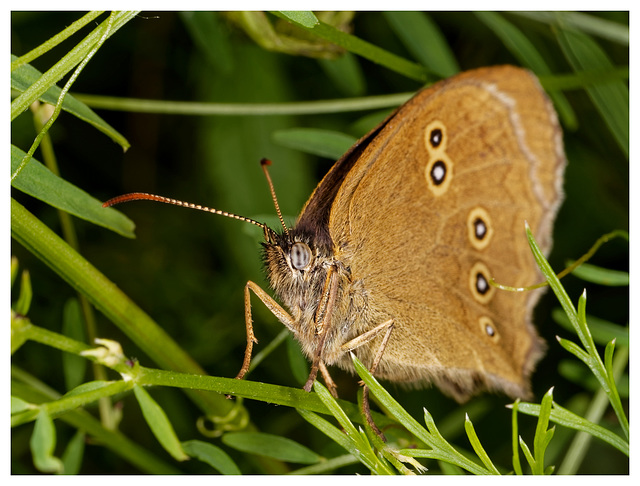 Aphantopus hyperantus