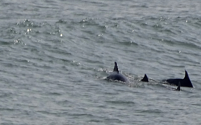 DSC05272a - boto-da-tainha Tursiops truncatus gephyreus, Cetaceae