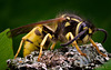 Wasp - Side View