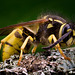 Wasp - Side View