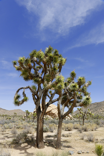 Joshua Trees