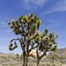 Joshua Trees