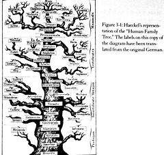 Genealogical Tree of Humanity