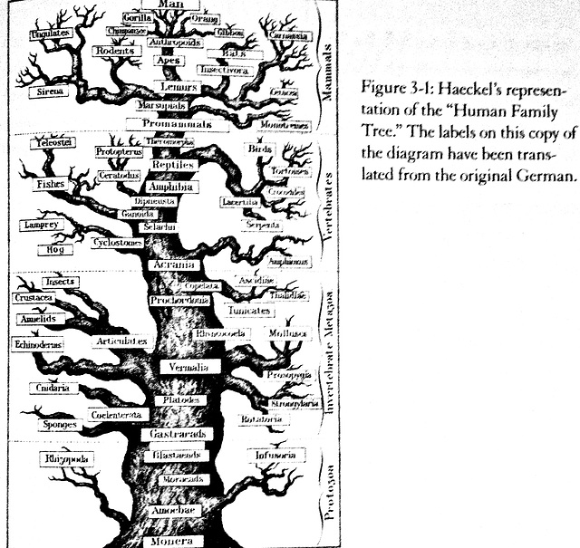 Genealogical Tree of Humanity