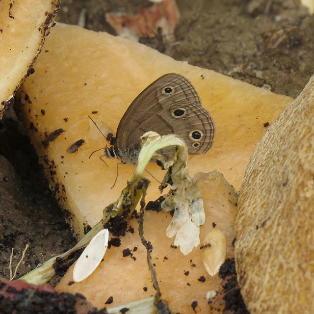 Little wood-satyr (ventral side)