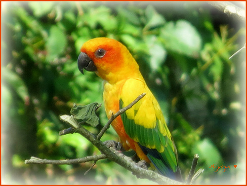 Conure de pinto .........Bonne journée !