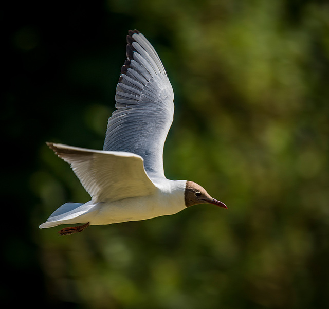 Gull in flight