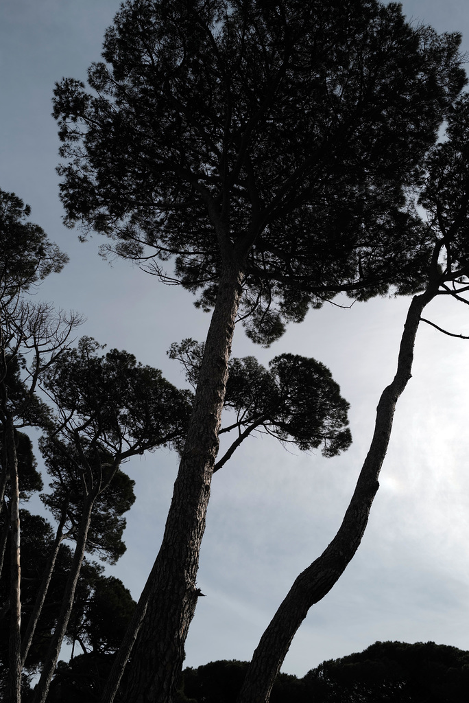 Porquerolles, Pine trees