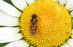 20200609 8311CPw [D~LIP] Schwebfliege {Hain-} (Episyphus balteatus), [Wander-, Winterschwebfliege], Bad Salzuflen