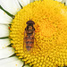 20200609 8311CPw [D~LIP] Schwebfliege {Hain-} (Episyphus balteatus), [Wander-, Winterschwebfliege], Bad Salzuflen