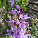 Knabenkraut (Dactylorhiza)