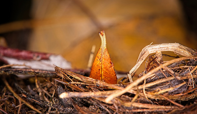 Das berühmte Blatt am Vogelnesterlen :))  The famous leaf on the bird's nest :))  La fameuse feuille sur le nid d'oiseau :))