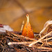 Das berühmte Blatt am Vogelnesterlen :))  The famous leaf on the bird's nest :))  La fameuse feuille sur le nid d'oiseau :))