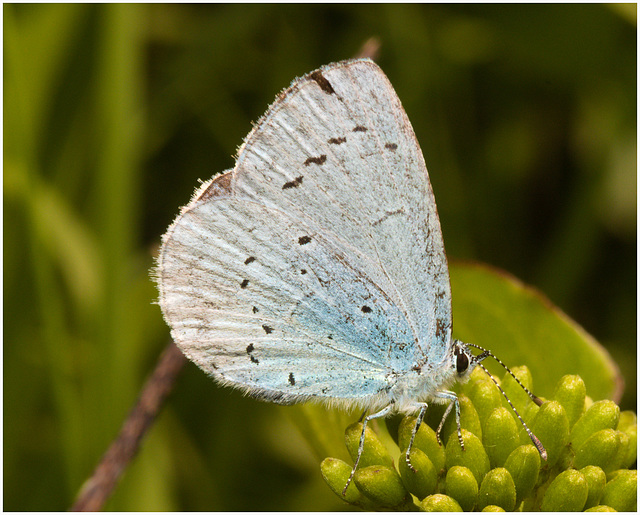 EF7A3634 Common Blue