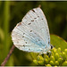 EF7A3634 Common Blue