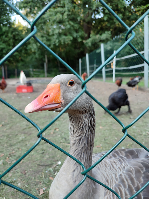 Gans neugierig ; ))