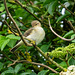 Chiffchaff